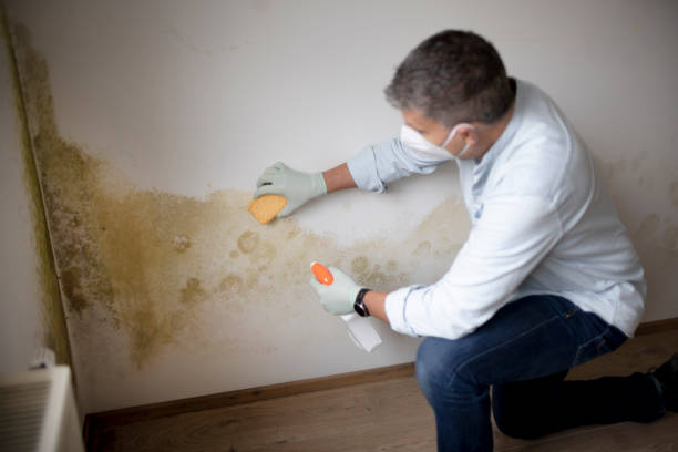 Reliable Lowell, MI Mold Removal Solutions